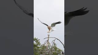 Juvenile Whitetailed Kite on a windy afternoon whitetailedkite birdsofprey birdsofyoutube [upl. by Jennee]