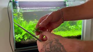 How to do Planted Aquarium Maintenance [upl. by Leina]