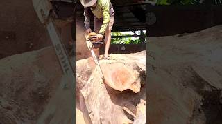 ANCIENT MAHOGANY ROOT SAW trending shorts america youtube woodworking [upl. by Fira]