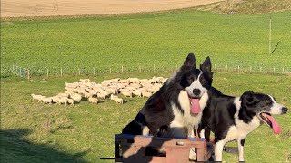 Two insanely talented border collie sheepdogs herding sheep [upl. by Ruamaj]