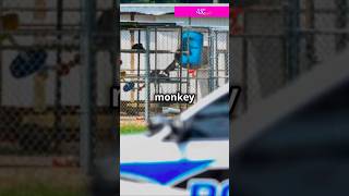 Monkeys on the Loose in South Carolina news usa trump facts monkeys pandemic warning 911 [upl. by Lusar]