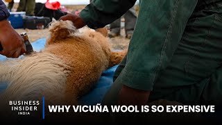 Why Vicuña Wool Is So Expensive  So Expensive [upl. by Nerro]