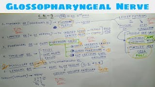 Glossopharyngeal Nerve  Part 1  9th Cranial Nerve  Chart  TCML [upl. by Rosalynd]