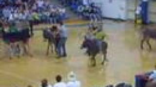 Blue Mountain Donkey Basketball [upl. by Aicenod]