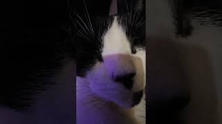 orelie orelielachatte cat chat stevegaara 20240921 flyp [upl. by Arahahs]