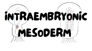 Somites amp Intraembryonic Mesoderm  General Embryology  Lectures by Omer [upl. by Dodwell]