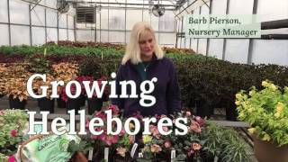 Growing Hellebores [upl. by Hoffer544]