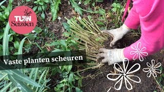 Vaste planten scheuren  Tuinseizoen [upl. by Aihseuqal]