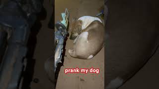 prank my dog as sleeping puppy dog123 cuteanimal cute [upl. by Alle881]