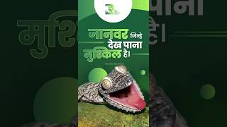 जानवर जिन्हे देख पाना मुश्किल है। animals shorts youtubeshorts [upl. by Knowling]