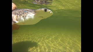 Bonnethead shark Catch clean and cook [upl. by Vinaya]