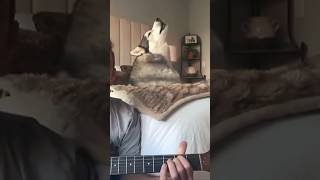 This husky won a Grammy as lead singer [upl. by Hcra]