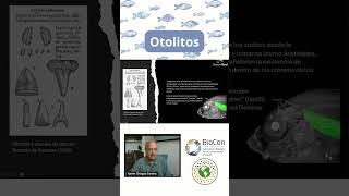 ¿Qué son los otolitos shorts cambioclimático peces cambioclimático morfología [upl. by Ayekehs]