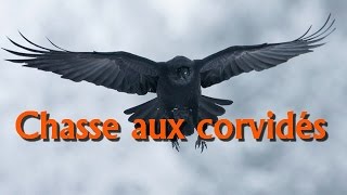 Chasse aux Corvidés [upl. by Courtney]