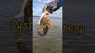 Toadfish vs Man the Oyster toadfish toadfish venomous fishing inshorefishing [upl. by Lougheed]