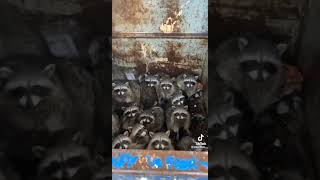 Dumpster racoon 🦝 naturelovers wildlife animals funny cute racoon [upl. by Tterej]