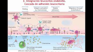 Tema 13b Migración y extravasación de células II Cascada de adhesión leucocitaria umh1947 201314 [upl. by Leuqer]