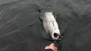 Winter Kayak Fishing for Holdover Striped Bass [upl. by Carrol]