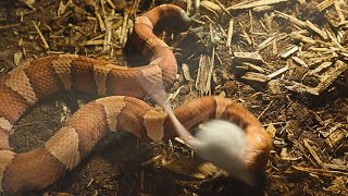 Is This The Fastest Striking Venomous Copperhead You Decide [upl. by Bristow972]