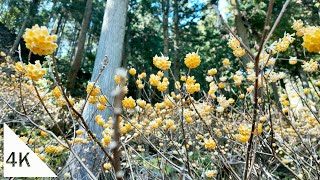 【4K】Fudo Falls and Fudojiri no Mitsumata Walking [upl. by Nadda]