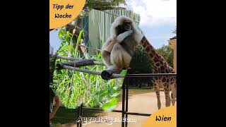 Tipp der Woche Tiergarten Schönbrunn Wien [upl. by Ayra]