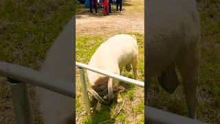 Boer Goats share subscribe shorts boergoats farmanimals [upl. by Aikem579]