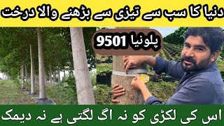 How many years does a Paulownia plant mature  paulownia tree size within two years in pakistan [upl. by Akerley]