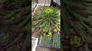 Stapelia Gigantea y euphorbia flanaganii en floración 😍😍😍 ccactusuculentas flor mosca stapelia [upl. by Beaston321]