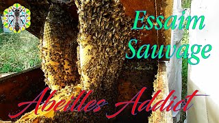 Essaim Sauvage rayons construction libre  Apiculture  Wild Swarm of Bees chooses One of my Hives [upl. by Maccarone]