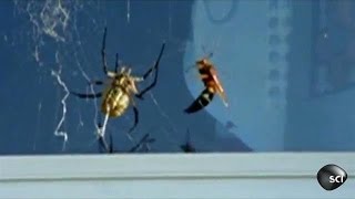 Spider Vs Wasp  Incredible Fight [upl. by Kurtz]