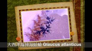 大西洋海神海蛞蝓 （Glaucus atlanticus） [upl. by Sato]