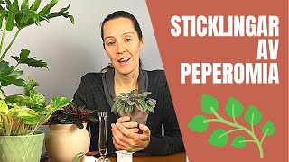 Sticklingar av Peperomia [upl. by Ehcnalb]