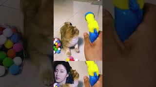 kucing siap perang lawan isriwil kucinglucu funnyisriwil [upl. by Tommy919]