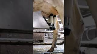 Robotic milking fullwood JOZ merlin M2 [upl. by Eronaele]