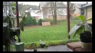 Growing Feijoa  Pineapple Guava in a pot [upl. by Aniloj105]