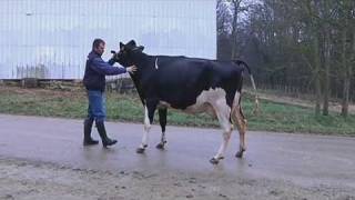 Pas de vaches auboises au salon de lAgriculture [upl. by Agneta]