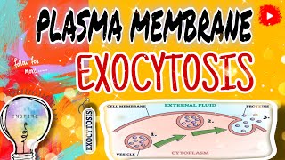 ✨️quotExocytosis Explained How Cells Transport Materials Across the Plasma Membranequot✨️ 💖📝📚 [upl. by Annice584]