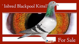 Inbred Blackpool Kittel  Great Racing Pigeon Breeder For Sale In Excelsior Pigeons Auction [upl. by Eelymmij]