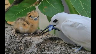 Sunny White Tern Chick Feeding [upl. by Edualcnaej]