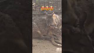 Wallabies Showing Affections sydney wallabies wildlife animals youtubeshorts [upl. by Divadnoj]