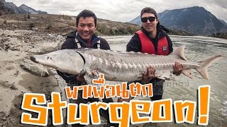 แคมปิ้งตกปลาสเตอร์เจี่ยน White Sturgeon [upl. by Aleakam]