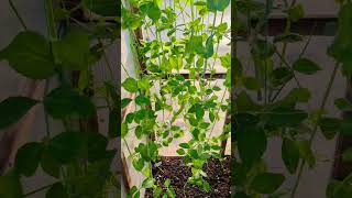 Growing Sugar Snap Peas Vertically in Greenhouse  Update peas gardening greenhouse [upl. by Vivle]