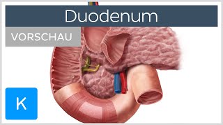 Duodenum Aufbau und Funktion Vorschau  Kenhub [upl. by Ardnaskela39]