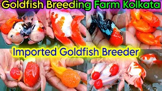 Aquarium Goldfish Breeding  Exotic Goldfish Breeding Farm Kolkata  Aquarium Fish Farm  Goldfish [upl. by Janiuszck]