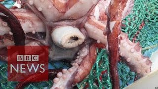 Rare colossal squid examined by scientists  BBC News [upl. by Mariellen]