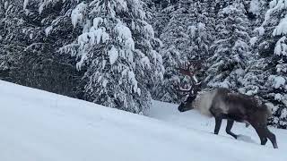 Two Impressive Bull Caribou [upl. by Nileve]