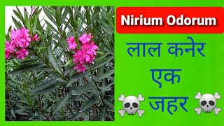 Nerium Odorum Poisoning  लाल कनेर [upl. by Ahsennek]