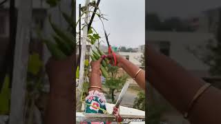 Harvesting 10 garden shorts RooftopRootage [upl. by Iffar964]