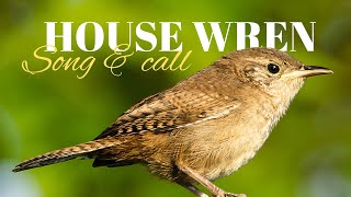 House Wren  Song amp Call [upl. by Ramyar]