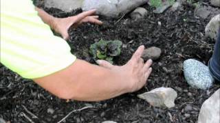 How to Plant Ajuga [upl. by Chev]